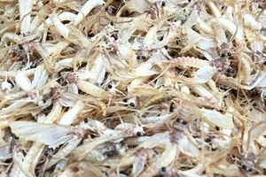 The Rare 500,000 VND Delicacy That Lives for Only a Few Hours - image 2