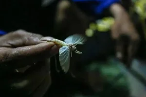 The Rare 500,000 VND Delicacy That Lives for Only a Few Hours - image 3