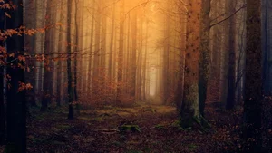 Aesthetic Moody Landscapes: 99+ Emotional and Unique Sceneries - image 17