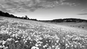 Aesthetic Moody Landscapes: 99+ Emotional and Unique Sceneries - image 59