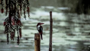 Aesthetic Moody Landscapes: 99+ Emotional and Unique Sceneries - image 10
