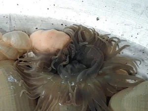 The Goosebump-Inducing Delicacy: Why This $8/kg Specialty Is Still Highly Sought After - image 8