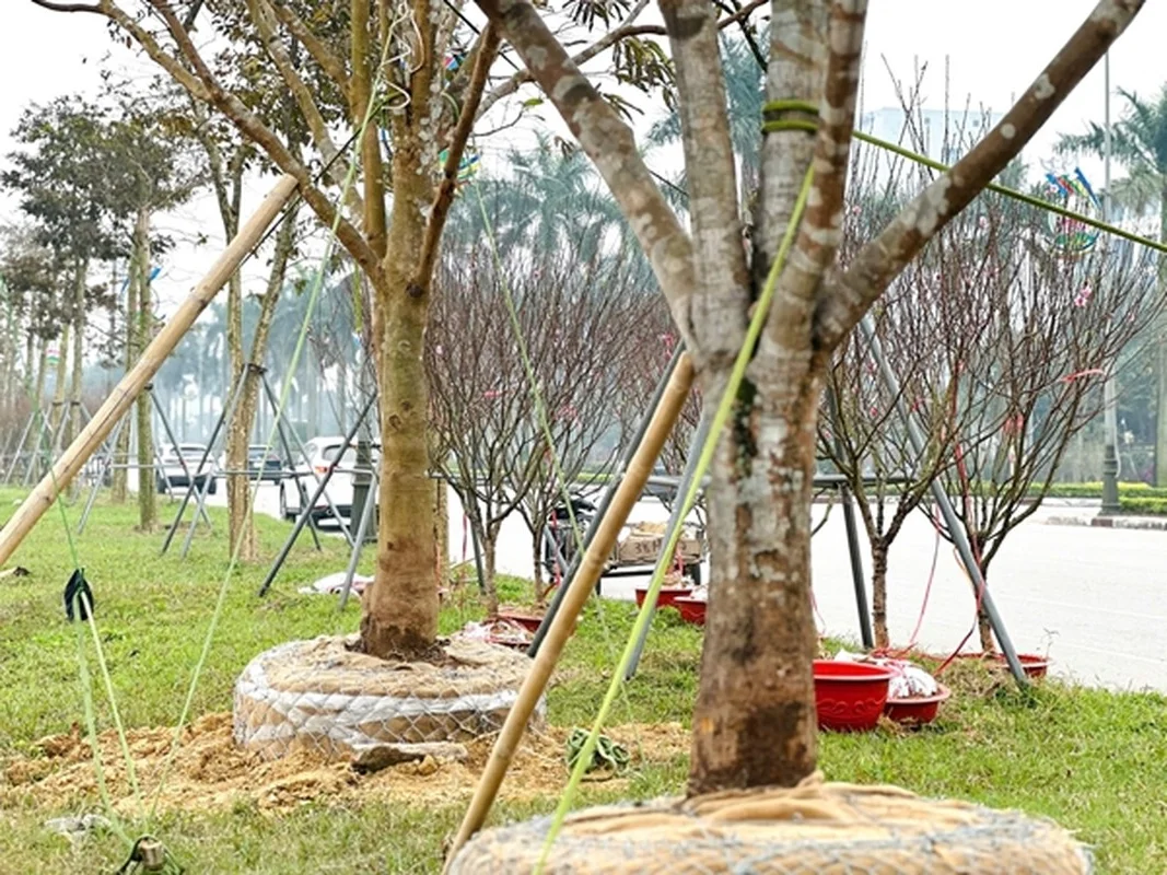 Spectacular Ancient Apricot Trees Worth Millions Turn Heads for Tet 2025