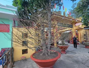 Spectacular Ancient Apricot Trees Worth Millions Turn Heads for Tet 2025 - image 8