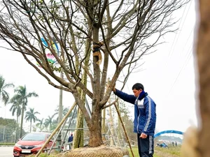 Spectacular Ancient Apricot Trees Worth Millions Turn Heads for Tet 2025 - image 1