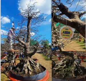 Spectacular Ancient Apricot Trees Worth Millions Turn Heads for Tet 2025 - image 4