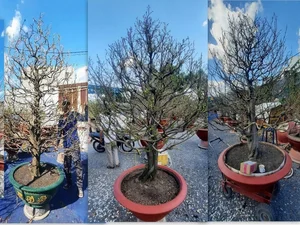 Spectacular Ancient Apricot Trees Worth Millions Turn Heads for Tet 2025 - image 7