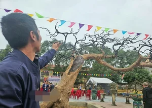 Spectacular Ancient Apricot Trees Worth Millions Turn Heads for Tet 2025 - image 6