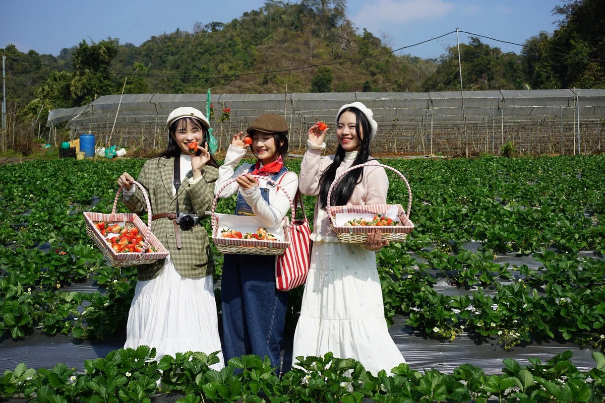 Experience the Magic of Strawberry Picking in Moc Chau, Vietnam: A Dreamy Highland Escape for Nature Lovers and Foodies
