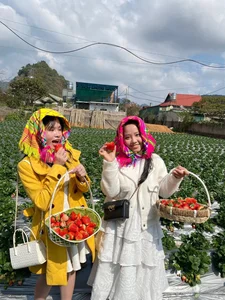 Experience the Magic of Strawberry Picking in Moc Chau, Vietnam: A Dreamy Highland Escape for Nature Lovers and Foodies - image 8