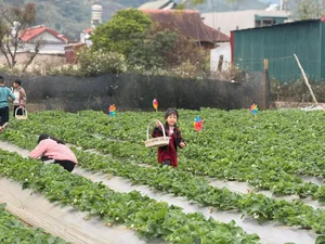 Experience the Magic of Strawberry Picking in Moc Chau, Vietnam: A Dreamy Highland Escape for Nature Lovers and Foodies - image 2