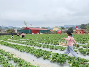 Experience the Magic of Strawberry Picking in Moc Chau, Vietnam: A Dreamy Highland Escape for Nature Lovers and Foodies - image 3