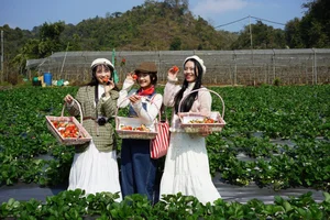 Experience the Magic of Strawberry Picking in Moc Chau, Vietnam: A Dreamy Highland Escape for Nature Lovers and Foodies - image 0