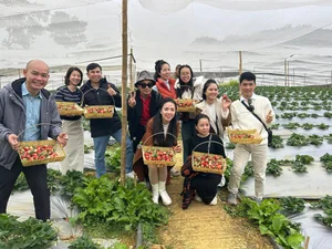 Experience the Magic of Strawberry Picking in Moc Chau, Vietnam: A Dreamy Highland Escape for Nature Lovers and Foodies - image 7