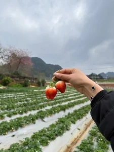 Experience the Magic of Strawberry Picking in Moc Chau, Vietnam: A Dreamy Highland Escape for Nature Lovers and Foodies - image 6