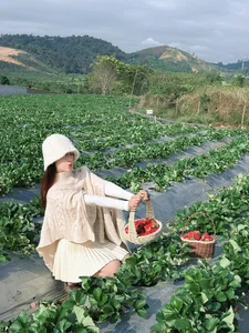 Experience the Magic of Strawberry Picking in Moc Chau, Vietnam: A Dreamy Highland Escape for Nature Lovers and Foodies - image 9