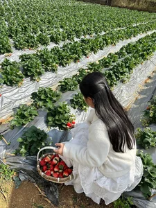 Experience the Magic of Strawberry Picking in Moc Chau, Vietnam: A Dreamy Highland Escape for Nature Lovers and Foodies - image 1