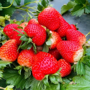 Experience the Magic of Strawberry Picking in Moc Chau, Vietnam: A Dreamy Highland Escape for Nature Lovers and Foodies - image 4