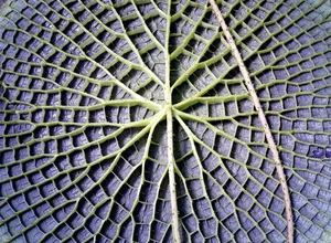 Exploring the Mysteries of Life: Fascinating Scientific Theories on Our Origins - image 8