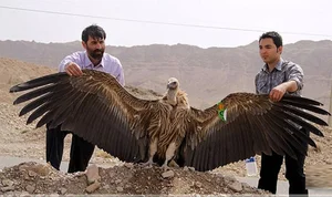 The Incredible Andean Condor: A Bird That Soars Without Flapping and Lives for Decades - image 9
