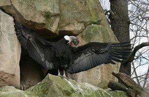 The Incredible Andean Condor: A Bird That Soars Without Flapping and Lives for Decades - image 8