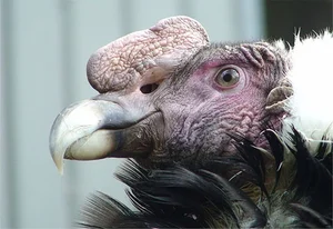 The Incredible Andean Condor: A Bird That Soars Without Flapping and Lives for Decades - image 2