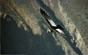 The Incredible Andean Condor: A Bird That Soars Without Flapping and Lives for Decades - image 4