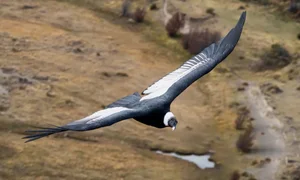 The Incredible Andean Condor: A Bird That Soars Without Flapping and Lives for Decades - image 5