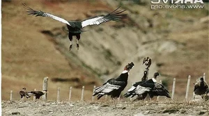 The Incredible Andean Condor: A Bird That Soars Without Flapping and Lives for Decades - image 0