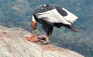 The Incredible Andean Condor: A Bird That Soars Without Flapping and Lives for Decades - image 10