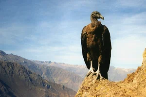 The Incredible Andean Condor: A Bird That Soars Without Flapping and Lives for Decades - image 6