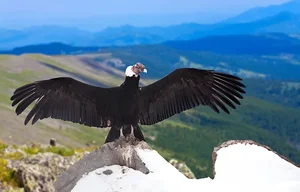 The Incredible Andean Condor: A Bird That Soars Without Flapping and Lives for Decades - image 7