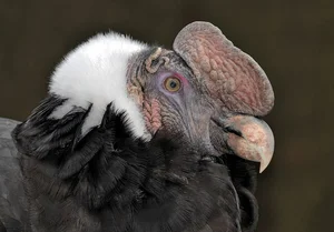 The Incredible Andean Condor: A Bird That Soars Without Flapping and Lives for Decades - image 3