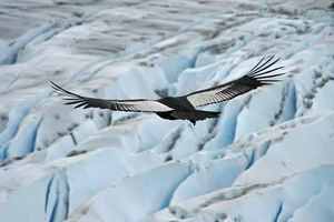 The Incredible Andean Condor: A Bird That Soars Without Flapping and Lives for Decades - image 11