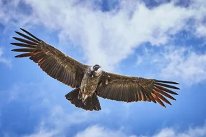 The Incredible Andean Condor: A Bird That Soars Without Flapping and Lives for Decades - image 1