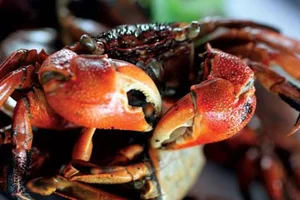 From Unwanted to Gourmet: The 80,000 VND Seafood Delicacy Better Than Crab - image 3