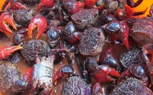 From Unwanted to Gourmet: The 80,000 VND Seafood Delicacy Better Than Crab - image 6