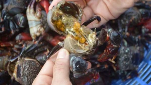 From Unwanted to Gourmet: The 80,000 VND Seafood Delicacy Better Than Crab - image 7