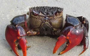 From Unwanted to Gourmet: The 80,000 VND Seafood Delicacy Better Than Crab - image 5
