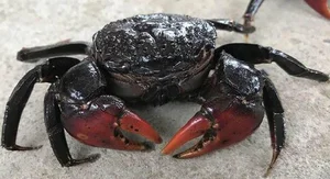 From Unwanted to Gourmet: The 80,000 VND Seafood Delicacy Better Than Crab - image 0