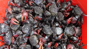 From Unwanted to Gourmet: The 80,000 VND Seafood Delicacy Better Than Crab - image 8