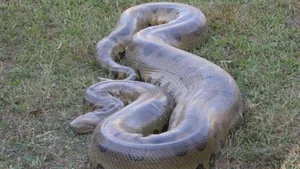 The Most Efficient vs. Least Successful Predators in the Animal Kingdom - image 5