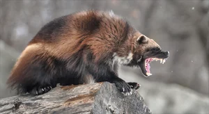 The Most Efficient vs. Least Successful Predators in the Animal Kingdom - image 7