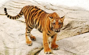 The Most Efficient vs. Least Successful Predators in the Animal Kingdom - image 0