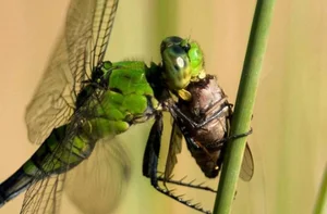 The Most Efficient vs. Least Successful Predators in the Animal Kingdom - image 2