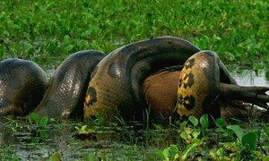 The Most Efficient vs. Least Successful Predators in the Animal Kingdom - image 4