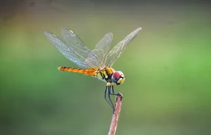 The Most Efficient vs. Least Successful Predators in the Animal Kingdom - image 8