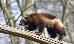 The Most Efficient vs. Least Successful Predators in the Animal Kingdom - image 6