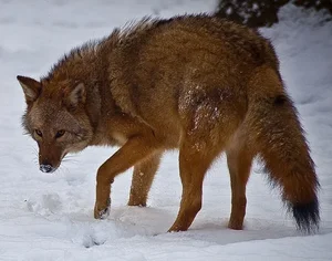 The Most Efficient vs. Least Successful Predators in the Animal Kingdom - image 3