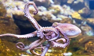 The Most Efficient vs. Least Successful Predators in the Animal Kingdom - image 1